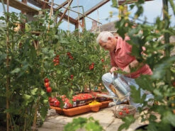 Hozelock 2810 Growbag Waterer -Hozelock HOZ2810 INUSE2