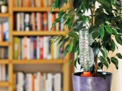 Hozelock -Hozelock hozelock aquasolo for houseplants 34145148764326